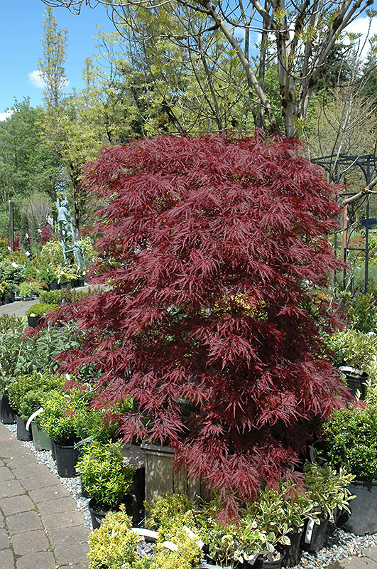 Red Dragon Japanese Maple (Acer palmatum 'Red Dragon') at Country Basket Garden Centre