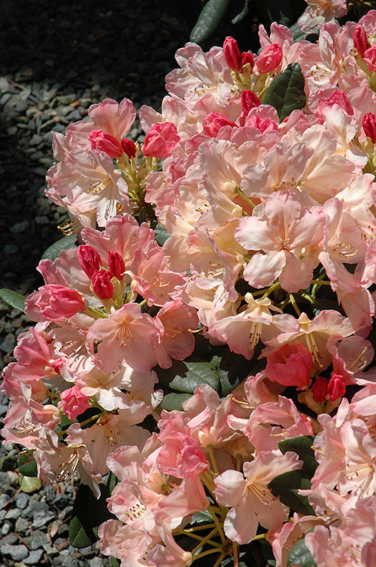 Percy Wiseman Rhododendron (Rhododendron 'Percy Wiseman') at Country Basket Garden Centre