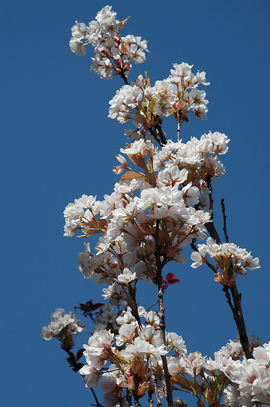 Amanogawa Flowering Cherry (Prunus serrulata 'Amanogawa') at Country Basket Garden Centre