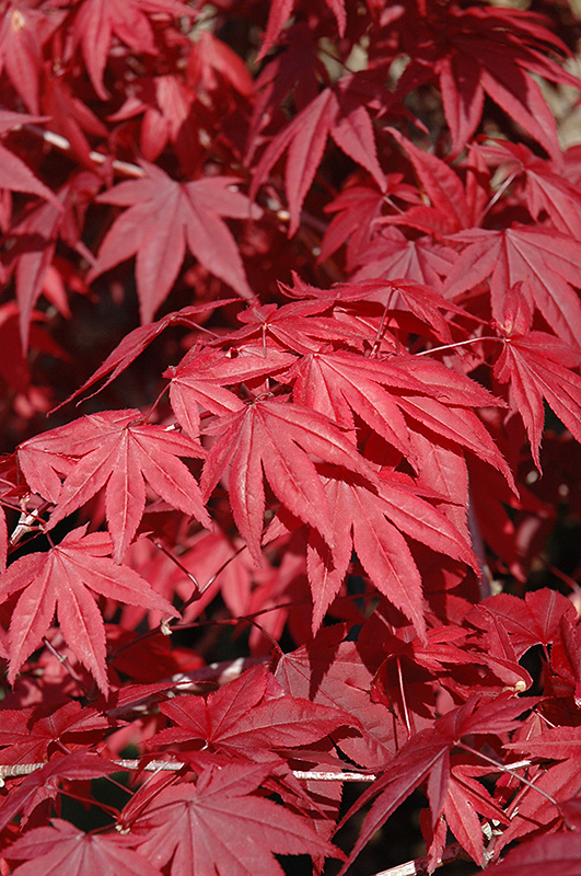 Emperor I Japanese Maple (Acer palmatum 'Wolff') at Country Basket Garden Centre
