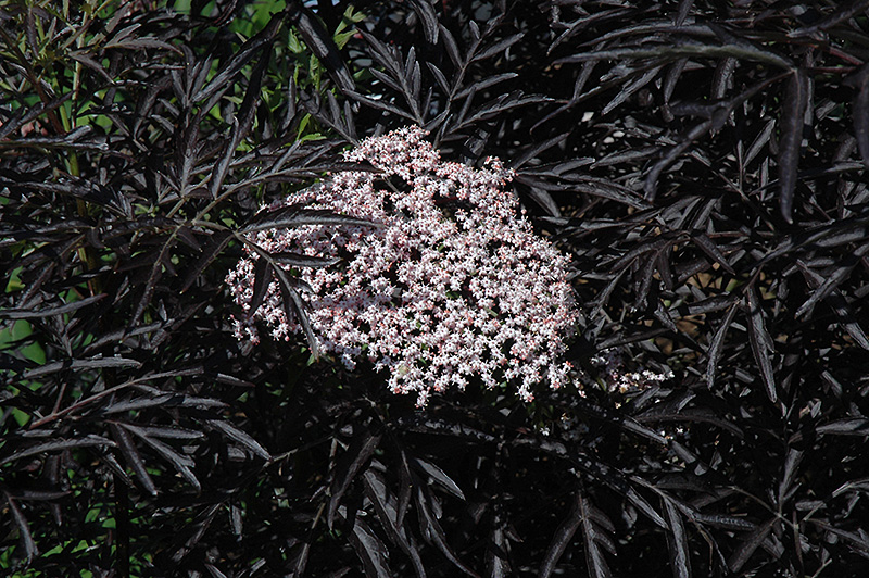 Black Lace Elder (Sambucus nigra 'Eva') at Country Basket Garden Centre