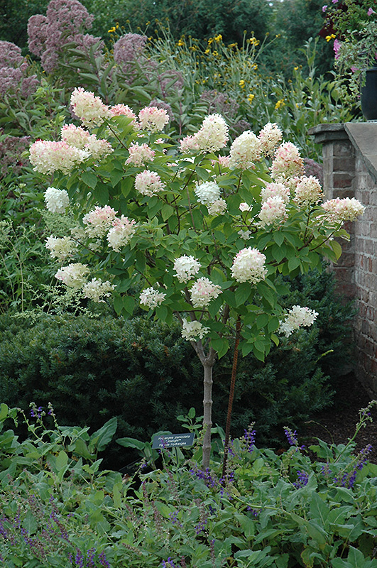 Limelight Hydrangea (tree form) (Hydrangea paniculata 'Limelight (tree form)') at Country Basket Garden Centre