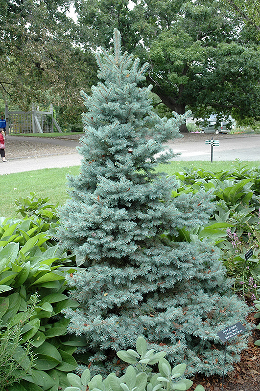 Sester Dwarf Blue Spruce (Picea pungens 'Sester Dwarf') at Country Basket Garden Centre