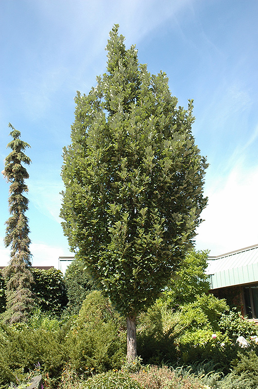 Crimson Spire Oak (Quercus 'Crimschmidt') at Country Basket Garden Centre