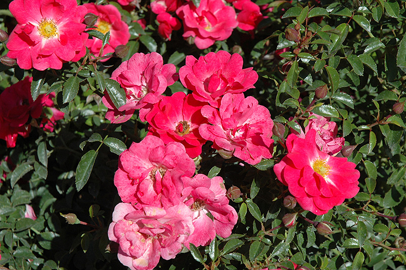 Flower Carpet Pink Supreme Rose (Rosa 'Flower Carpet Pink Supreme') at Country Basket Garden Centre