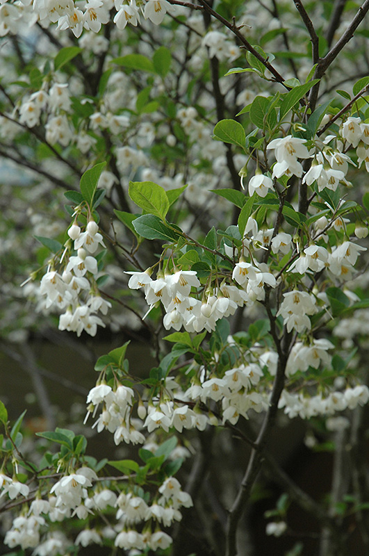 Japanese Snowbell (Styrax japonicus) at Country Basket Garden Centre
