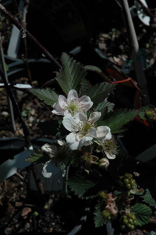 Navaho Thornless Blackberry (Rubus 'Navaho') at Country Basket Garden Centre