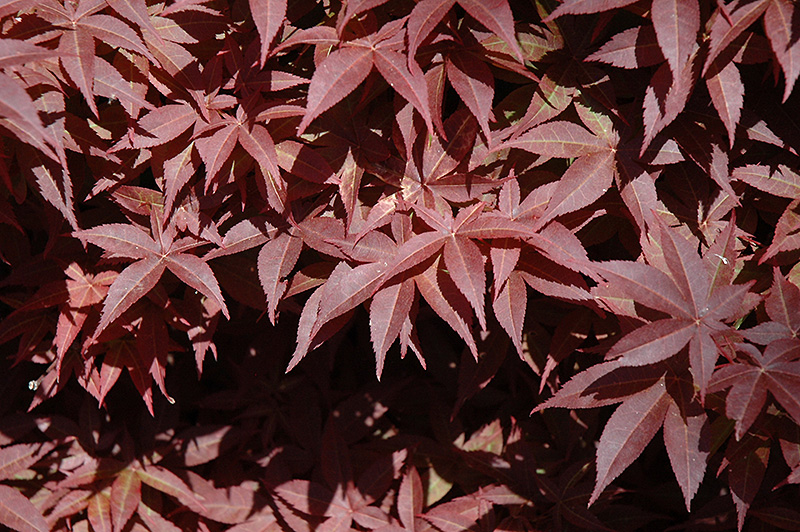 Rhode Island Red Japanese Maple (Acer palmatum 'Rhode Island Red') at Country Basket Garden Centre