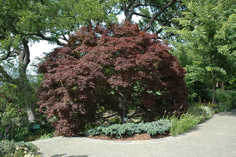 Burgundy Lace Japanese Maple (Acer palmatum 'Burgundy Lace') at Country Basket Garden Centre