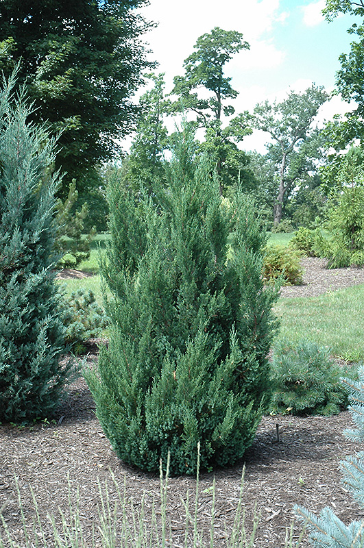 Blue Point Juniper (Juniperus chinensis 'Blue Point') at Country Basket Garden Centre