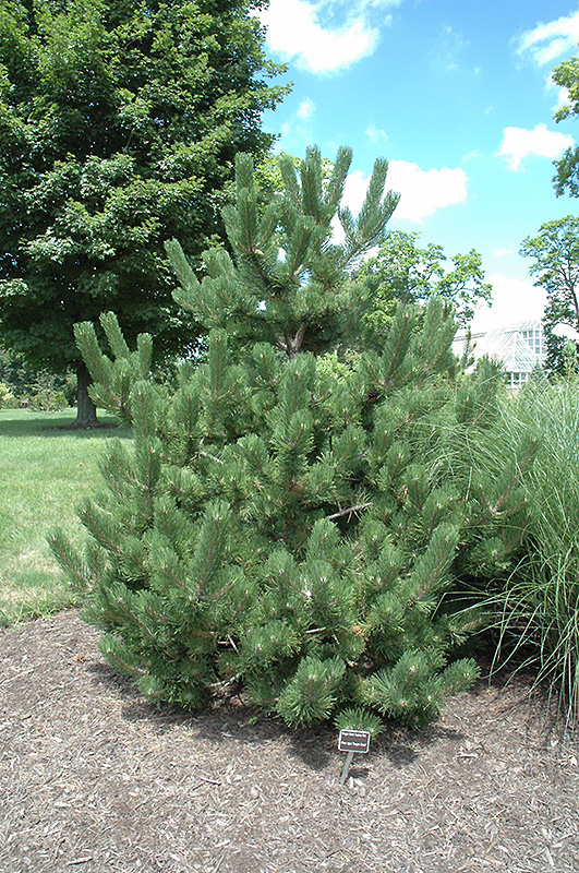 Oregon Green Austrian Pine (Pinus nigra 'Oregon Green') at Country Basket Garden Centre