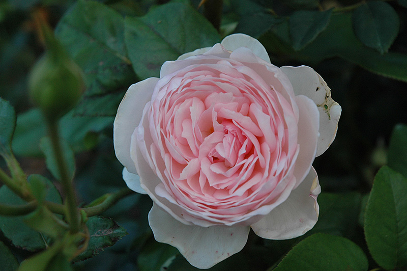 Heritage Rose (Rosa 'Heritage') at Country Basket Garden Centre