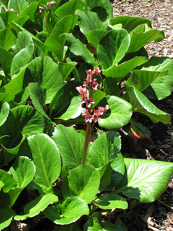 Baby Doll Bergenia (Bergenia 'Baby Doll') at Country Basket Garden Centre