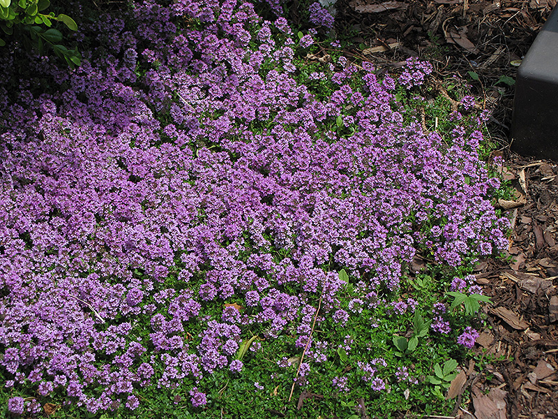 Purple Carpet Creeping Thyme (Thymus praecox 'Purple Carpet') at Country Basket Garden Centre