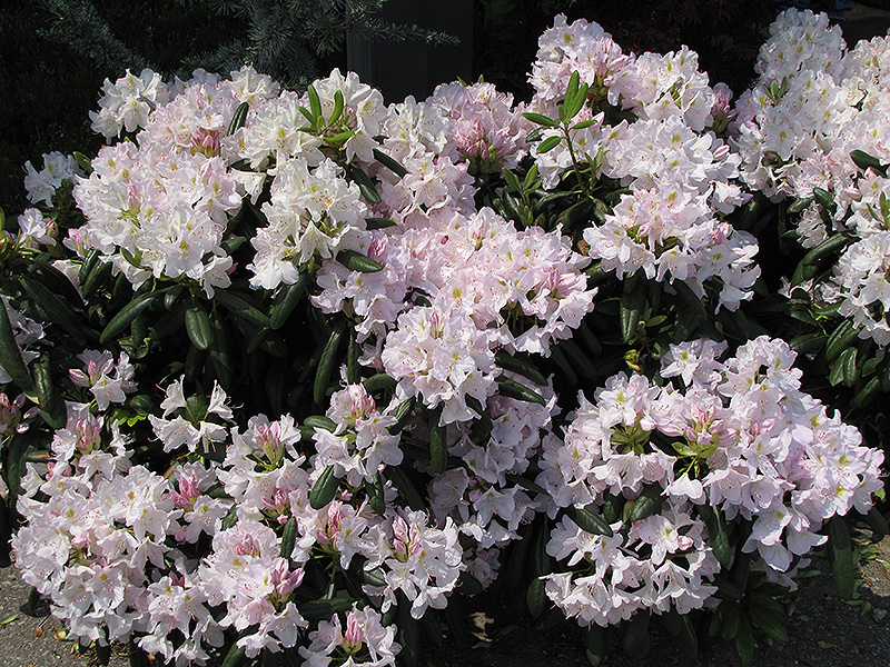 White Catawba Rhododendron (Rhododendron catawbiense 'Album') at Country Basket Garden Centre
