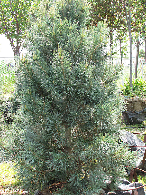 Vanderwolf's Pyramid Pine (Pinus flexilis 'Vanderwolf's Pyramid') at Country Basket Garden Centre