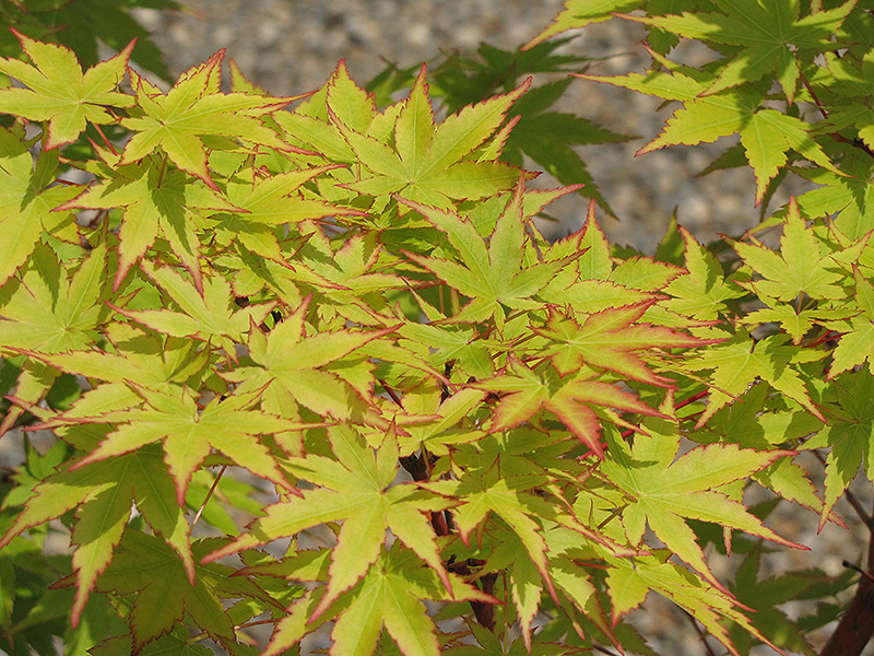 Coral Bark Japanese Maple (Acer palmatum 'Sango Kaku') at Country Basket Garden Centre