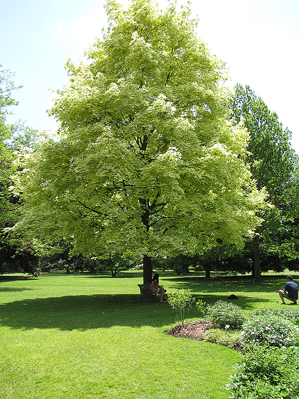 Harlequin Norway Maple (Acer platanoides 'Drummondii') at Country Basket Garden Centre