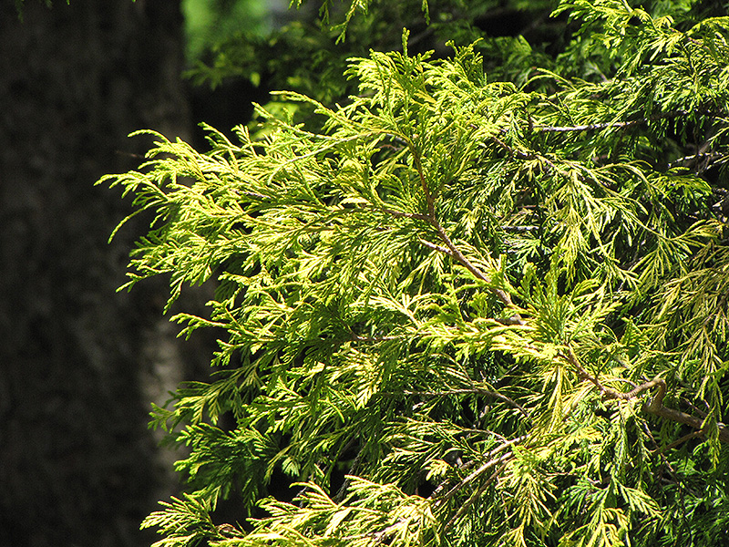 Golden Threadleaf Falsecypress (Chamaecyparis pisifera 'Filifera Aurea') at Country Basket Garden Centre