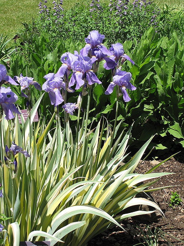 Golden Variegated Sweet Iris (Iris pallida 'Aureovariegata') at Country Basket Garden Centre