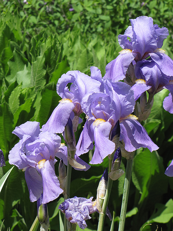 Golden Variegated Sweet Iris (Iris pallida 'Aureovariegata') at Country Basket Garden Centre