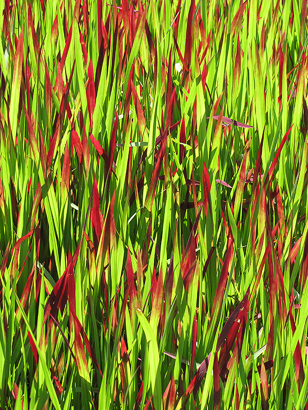 Red Baron Japanese Blood Grass (Imperata cylindrica 'Red Baron') at Country Basket Garden Centre