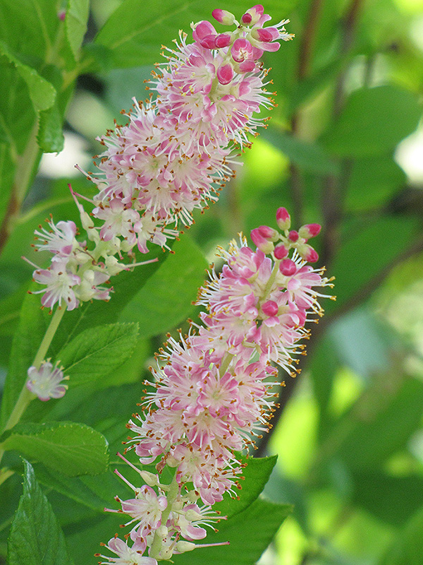 Ruby Spice Summersweet (Clethra alnifolia 'Ruby Spice') at Country Basket Garden Centre
