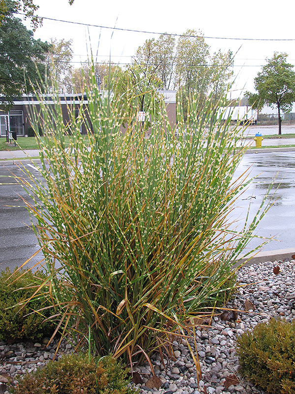 Porcupine Grass (Miscanthus sinensis 'Strictus') at Country Basket Garden Centre