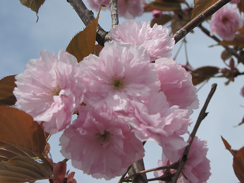 Japanese Flowering Cherry (Prunus serrulata) at Country Basket Garden Centre