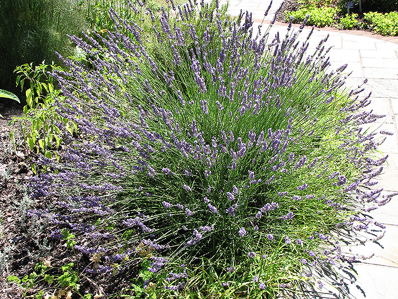 Grosso Lavender (Lavandula x intermedia 'Grosso') at Country Basket Garden Centre