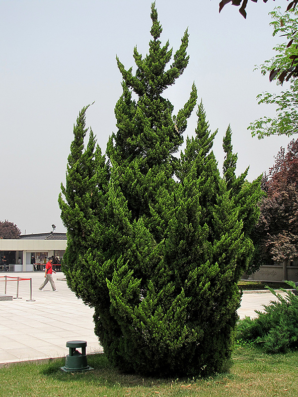 Kaizuka Juniper (Juniperus chinensis 'Kaizuka') at Country Basket Garden Centre