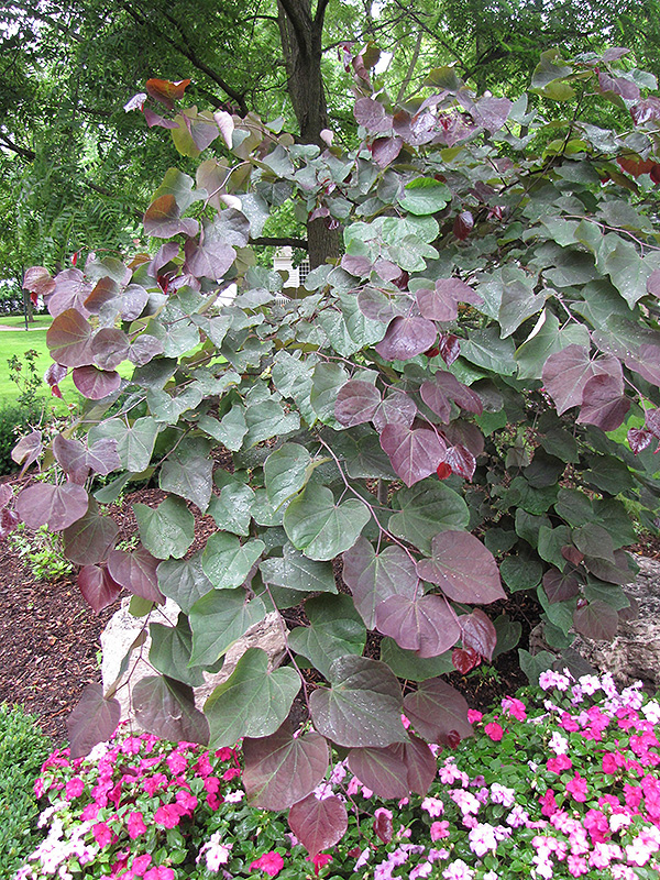 Forest Pansy Redbud (Cercis canadensis 'Forest Pansy') at Country Basket Garden Centre