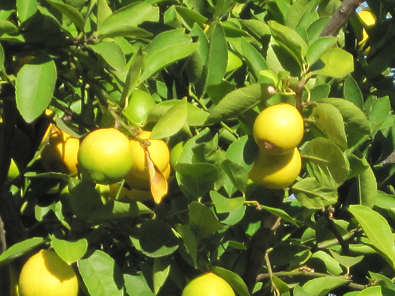 Persian Lime (Citrus x latifolia) at Country Basket Garden Centre