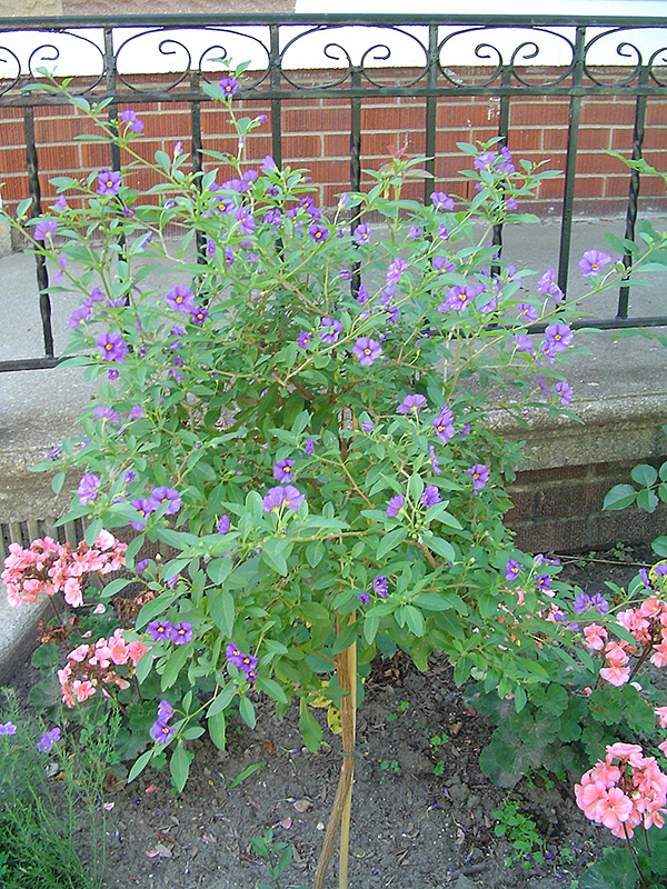 Blue Potato Bush (tree form) (Solanum rantonnetii '(tree form)') at Country Basket Garden Centre