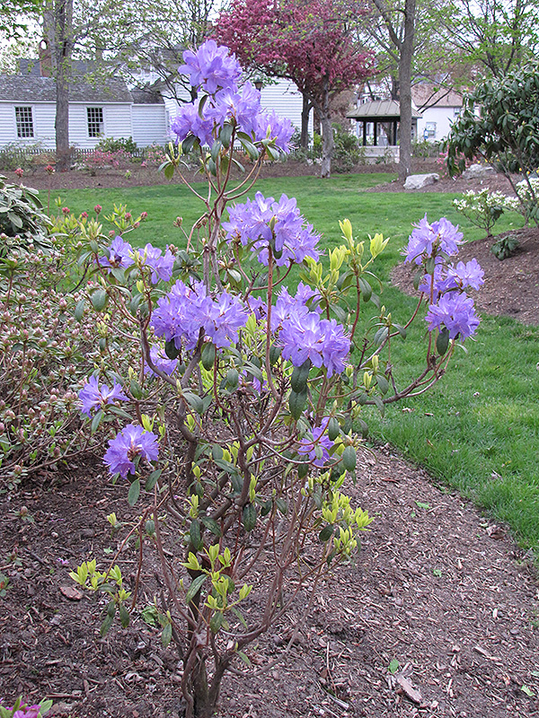 Blue Baron Rhododendron (Rhododendron 'Blue Baron') at Country Basket Garden Centre