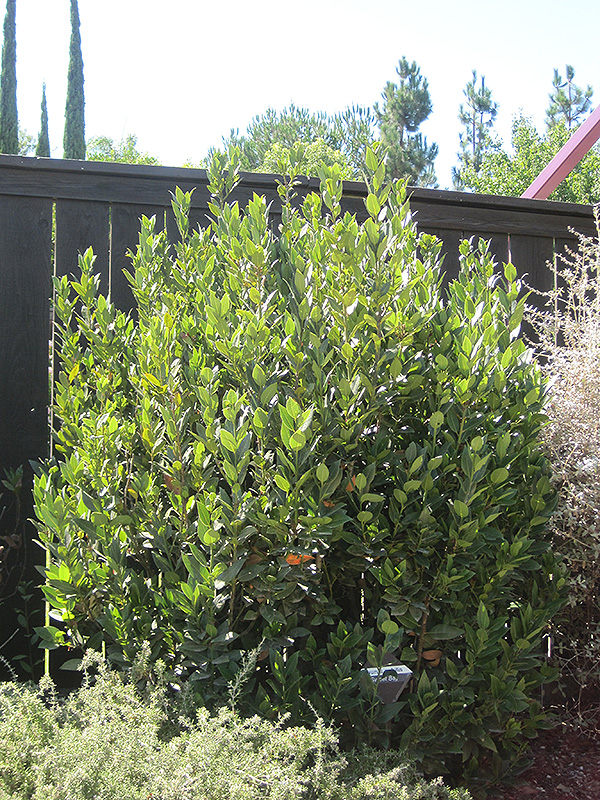 Sweet Bay (shrub form) (Laurus nobilis '(shrub form)') at Country Basket Garden Centre