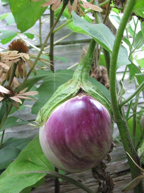 Rosa Bianca Eggplant (Solanum melongena 'Rosa Bianca') at Country Basket Garden Centre
