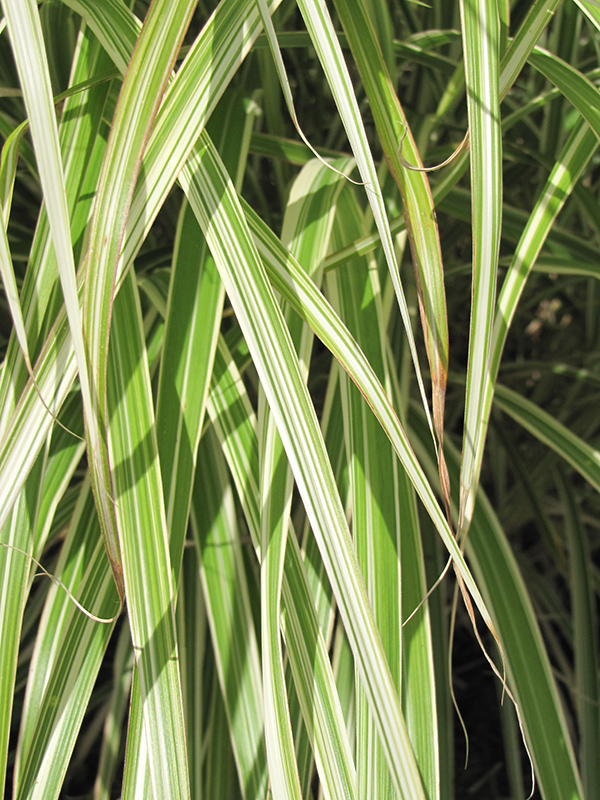 Morning Light Maiden Grass (Miscanthus sinensis 'Morning Light') at Country Basket Garden Centre