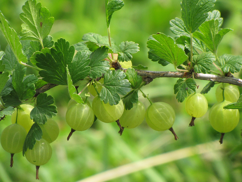 Hinnonmaki Green Gooseberry (Ribes uva-crispa 'Hinnonmaki Green') at Country Basket Garden Centre