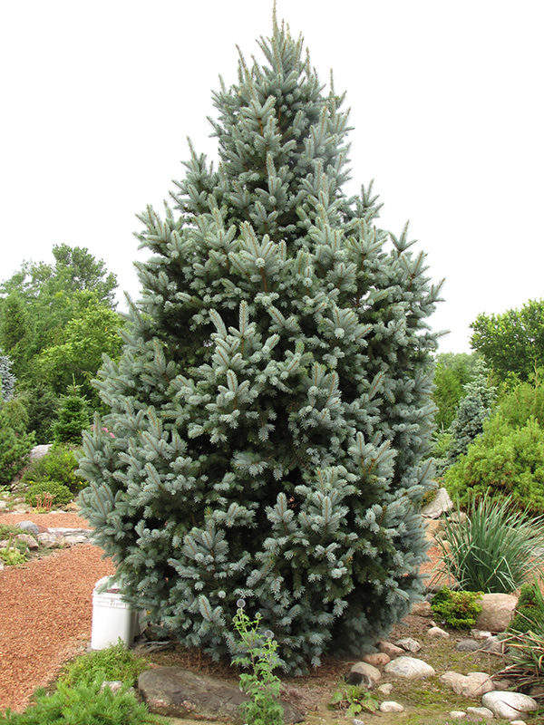 Iseli Fastigiate Spruce (Picea pungens 'Iseli Fastigiata') at Country Basket Garden Centre