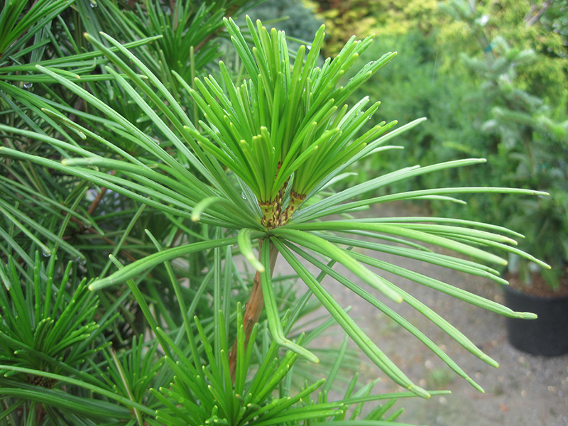 Joe Kozey Umbrella Pine (Sciadopitys verticillata 'Joe Kozey') at Country Basket Garden Centre
