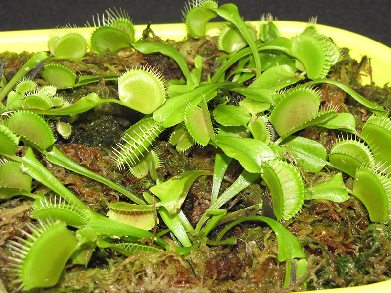 Venus Flytrap (Dionaea muscipula) at Country Basket Garden Centre