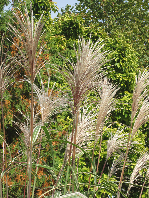 Variegated Silver Grass (Miscanthus sinensis 'Variegatus') at Country Basket Garden Centre