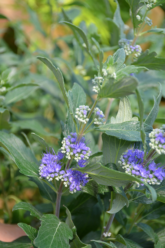 Beyond Midnight Caryopteris (Caryopteris x clandonensis 'CT-9-12') at Country Basket Garden Centre
