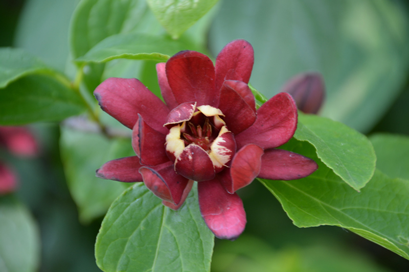 Simply Scentsational Sweetshrub (Calycanthus floridus 'SMNCAF') at Country Basket Garden Centre