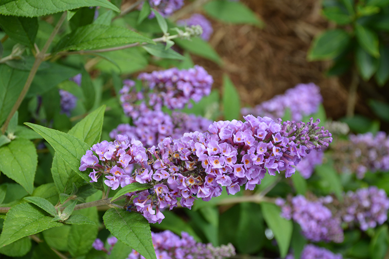 Lo & Behold Blue Chip Butterfly Bush (Buddleia 'Blue Chip') at Country Basket Garden Centre