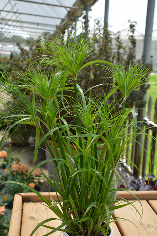 Prince Tut Egyptian Papyrus (Cyperus 'Prince Tut') at Country Basket Garden Centre