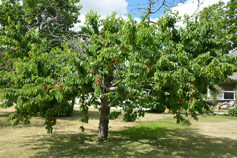 Bing Cherry (Prunus avium 'Bing') at Country Basket Garden Centre