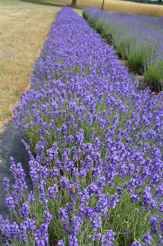 Hidcote Lavender (Lavandula angustifolia 'Hidcote') at Country Basket Garden Centre