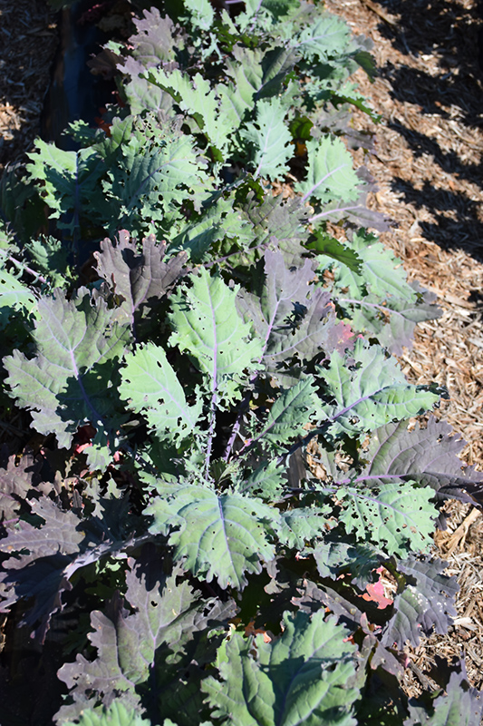 Red Russian Kale (Brassica napus var. pabularia 'Red Russian') at Country Basket Garden Centre